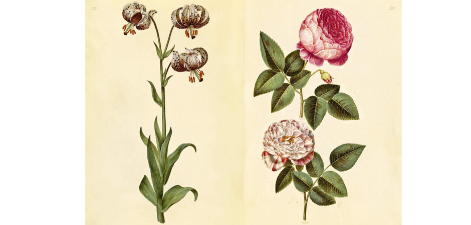 Книга GREEN FLORILEGIUM - фото №2