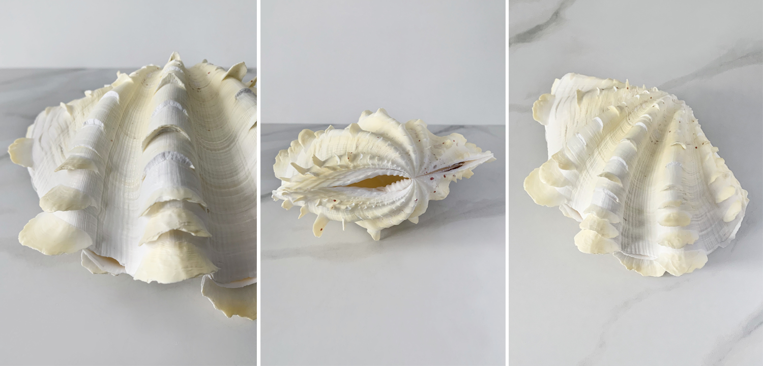 Статуэтка Tridacna Squamosa Shell S - фото