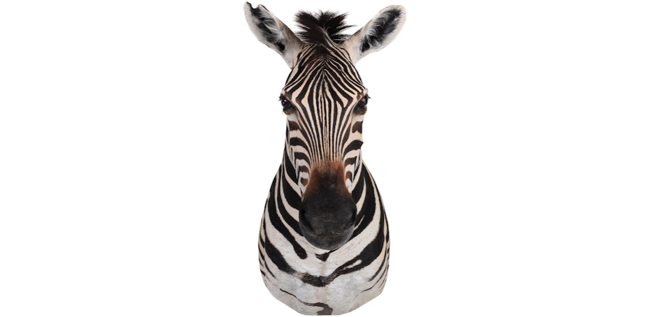 Голова зебры Burchellii Чучело таксидермия ZEBRA SHM RIGHT Голова зебры Burchellii Чучело таксидермия ZEBRA SHM RIGHT - Loft-Concept в Красноярске