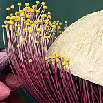 Статуэтка фантастический фрукт Exotic Tropical Fruit orange and white 67 варинант исполнения - 2 | Loft Concept в Красноярске