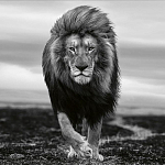 Книга Beusker. Look into my Eyes варинант исполнения - 7 | Loft Concept в Красноярске