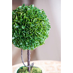 Декоративный искусственное растение Single boxwood варинант исполнения - 7 | Loft Concept в Красноярске