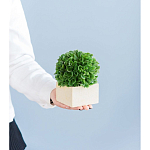 Декоративный искусственное растение Square boxwood варинант исполнения - 7 | Loft Concept в Красноярске