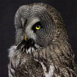 Чучело Совы таксидермия варинант исполнения - 2 | Loft Concept в Красноярске