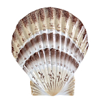 Фигурка из фарфора в виде ракушки морского гребешка Marine Tridacna варинант исполнения - 1 | Loft Concept в Красноярске