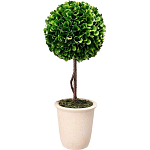 Декоративный искусственное растение Single boxwood варинант исполнения - 1 | Loft Concept в Красноярске