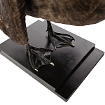 Настоящее чучело черного лебедя Black Swan варинант исполнения - 4 | Loft Concept в Красноярске