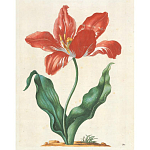 Книга цветов 22 постера Maria Sibylla Merian: 22 Pull-Out Posters варинант исполнения - 5 | Loft Concept в Красноярске