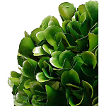 Декоративный искусственное растение Square boxwood варинант исполнения - 2 | Loft Concept в Красноярске