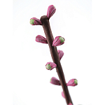 Статуэтка тропический фрукт Pandora Tropical Fruit Tall Pink Green варинант исполнения - 1 | Loft Concept в Красноярске