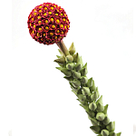 Статуэтка тропический фрукт  Tropical Fruit High Orange варинант исполнения - 2 | Loft Concept в Красноярске