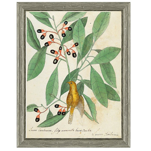 Постер Magic Berries