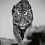 Книга Beusker. Look into my Eyes варинант исполнения - 6 | Loft Concept в Красноярске