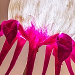 Торшер фуксия «Цветы из снов»  варинант исполнения - 4 | Loft Concept в Красноярске