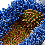 Дизайнерская статуэтка для интерьера Tropical Fruit Pandora 12 варинант исполнения - 3 | Loft Concept в Красноярске