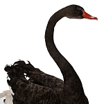 Настоящее чучело черного лебедя Black Swan варинант исполнения - 3 | Loft Concept в Красноярске