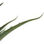 Декоративный искусственное растение Medium Aloe варинант исполнения - 2 | Loft Concept в Красноярске