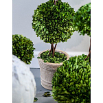 Декоративный искусственное растение Single boxwood варинант исполнения - 3 | Loft Concept в Красноярске