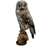 Чучело Совы таксидермия варинант исполнения - 1 | Loft Concept в Красноярске
