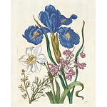 Книга цветов 22 постера Maria Sibylla Merian: 22 Pull-Out Posters варинант исполнения - 6 | Loft Concept в Красноярске