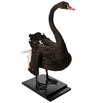 Настоящее чучело черного лебедя Black Swan варинант исполнения - 5 | Loft Concept в Красноярске