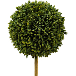 Декоративный искусственное растение Boxwood One варинант исполнения - 2 | Loft Concept в Красноярске
