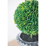 Декоративный искусственное растение Double boxwood варинант исполнения - 6 | Loft Concept в Красноярске