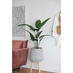 Декоративный искусственное растение Decor Stile  варинант исполнения - 6 | Loft Concept в Красноярске