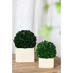 Декоративный искусственное растение Square boxwood варинант исполнения - 4 | Loft Concept в Красноярске