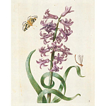 Книга цветов 22 постера Maria Sibylla Merian: 22 Pull-Out Posters варинант исполнения - 2 | Loft Concept в Красноярске