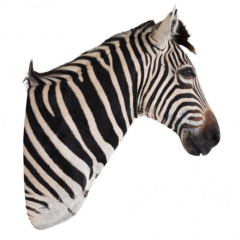 Голова зебры Burchellii Чучело таксидермия ZEBRA SHM RIGHT Черно-белый Голова зебры Burchellii Чучело таксидермия ZEBRA SHM RIGHT Черно-белый в Красноярске | Loft Concept