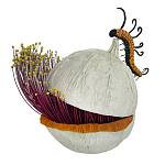 Статуэтка фантастический фрукт Exotic Tropical Fruit orange and white 67 варинант исполнения - 4 | Loft Concept в Красноярске