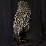 Чучело Совы таксидермия варинант исполнения - 4 | Loft Concept в Красноярске