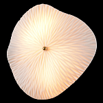 Бра в форме лепестка с рельефной текстурой FLOW варинант исполнения - 1 | Loft Concept в Красноярске