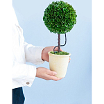 Декоративный искусственное растение Single boxwood варинант исполнения - 8 | Loft Concept в Красноярске