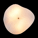 Бра в форме лепестка с рельефной текстурой FLOW варинант исполнения - 3 | Loft Concept в Красноярске