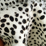 Мебельная ткань Искусственный мех  белый леопард 90 см T5-3 варинант исполнения - 3 | Loft Concept в Красноярске