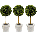 Декоративный искусственное растение Boxwood One варинант исполнения - 1 | Loft Concept в Красноярске