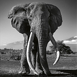 Книга Beusker. Look into my Eyes варинант исполнения - 5 | Loft Concept в Красноярске