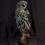 Чучело Совы таксидермия варинант исполнения - 3 | Loft Concept в Красноярске