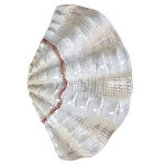 Фигурка из фарфора в виде одной створки ракушки Marine Tridacna варинант исполнения - 1 | Loft Concept в Красноярске