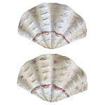 Фигурка из фарфора в виде одной створки ракушки Marine Tridacna варинант исполнения - 2 | Loft Concept в Красноярске